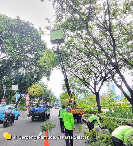 Cegah insiden pohon tumbang terulang, Pemprov DKI topping dan pangkas pohon di Jakarta tiap hari. (Foto/Distamhut DKI)