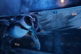 Jakarta Aquarium & Safari. (Foto/Jakarta Aquarium)