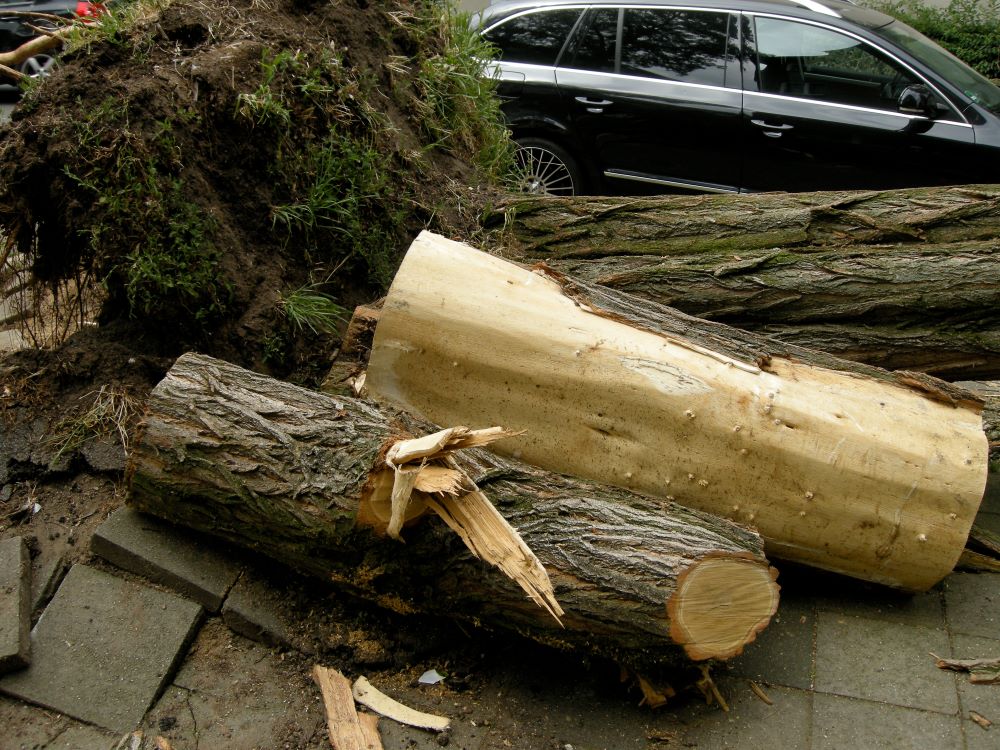 Ilustrasi mobil tertimpa pohon tumbang. (Foto/Freepik)