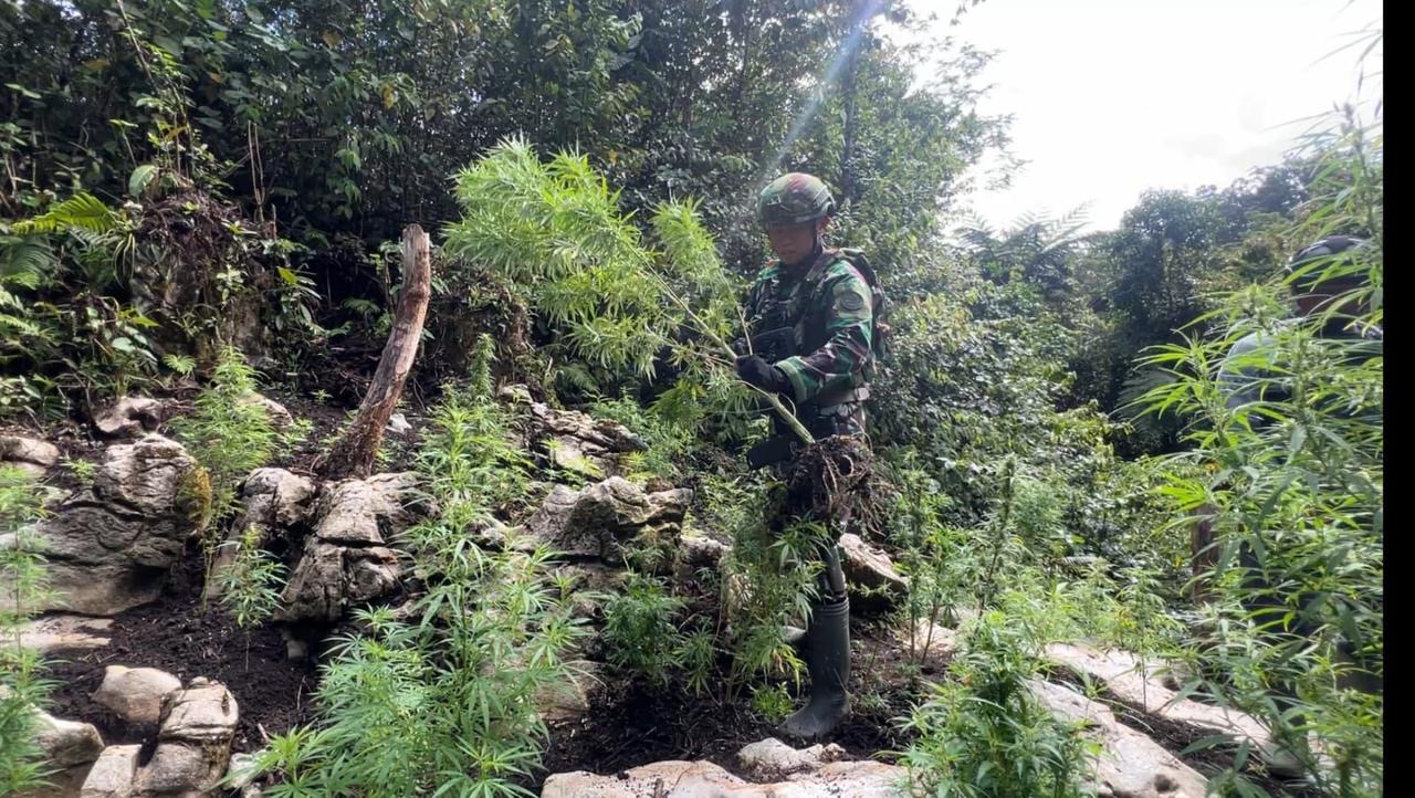 Operasi Patroli TNI AD Berhasil Bongkar Ladang Ganja di Papua Pegunungan. (Foto/TNI AD).