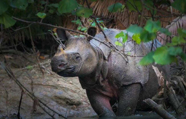Pemerintah simpan sperma dan ovum Badak Jawa untuk program bayi tabung. (Foto/tnujungkulon.ksdae.kehutanan.go.id)