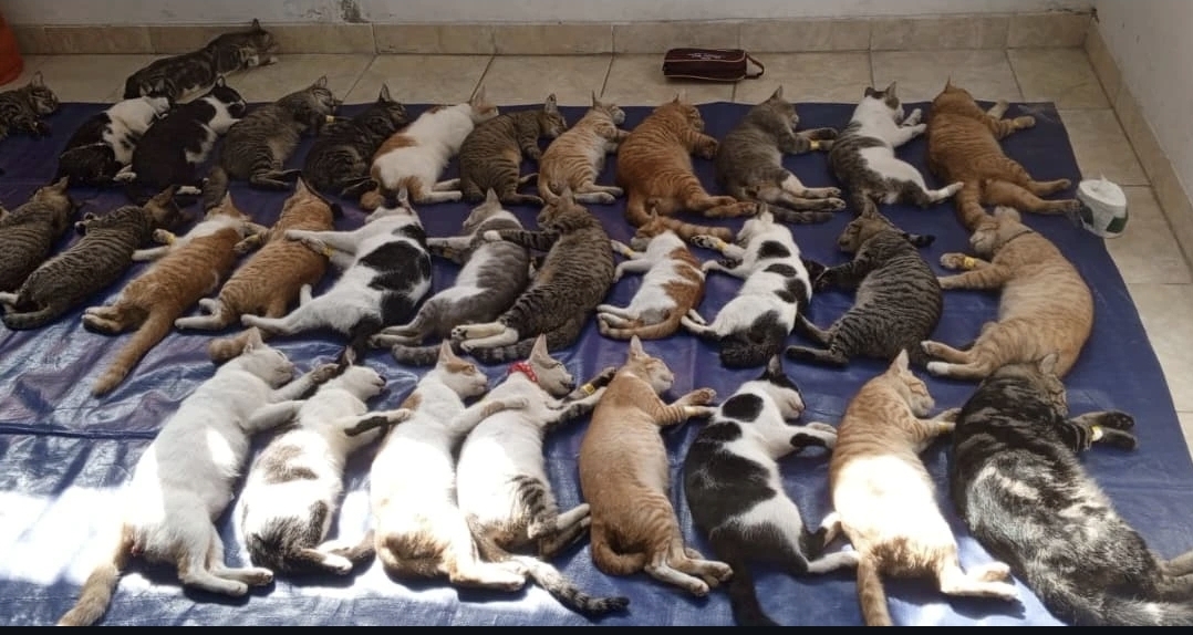 Pemkot Jaktim sterilkan 2.114 kucing sejak Januari 2025. (Foto/@sudinkpkp.jaktim)