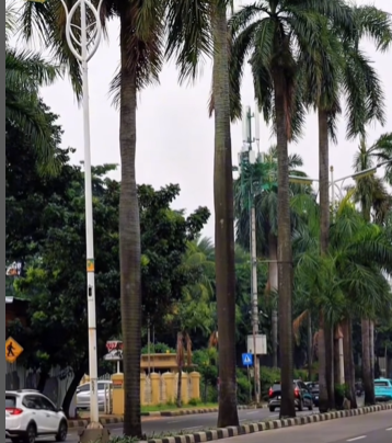 Pemprov DKI tebang 200 Palem di Jalan Pondok Indah usai insiden tewasnya warga. (Foto/@tamanhutandki)