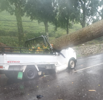Mobil tertimpa pohon akibat angin kencang di Kabupaten Subang Jawa Barat. (BeritaNasional/BNPB)