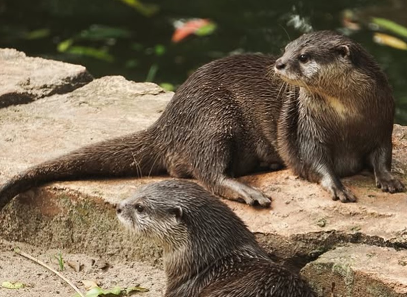 Kondisi satwa di Badung Zoo (Foto/Instagram Bandung Zoo)