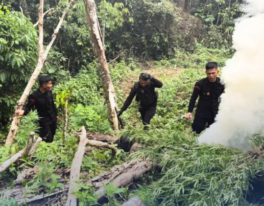 10 hektar ladang ganja tersembunyi di Madina Sumut dimusnahkan. (Foto/TikTok Humas Brimob Sumut)