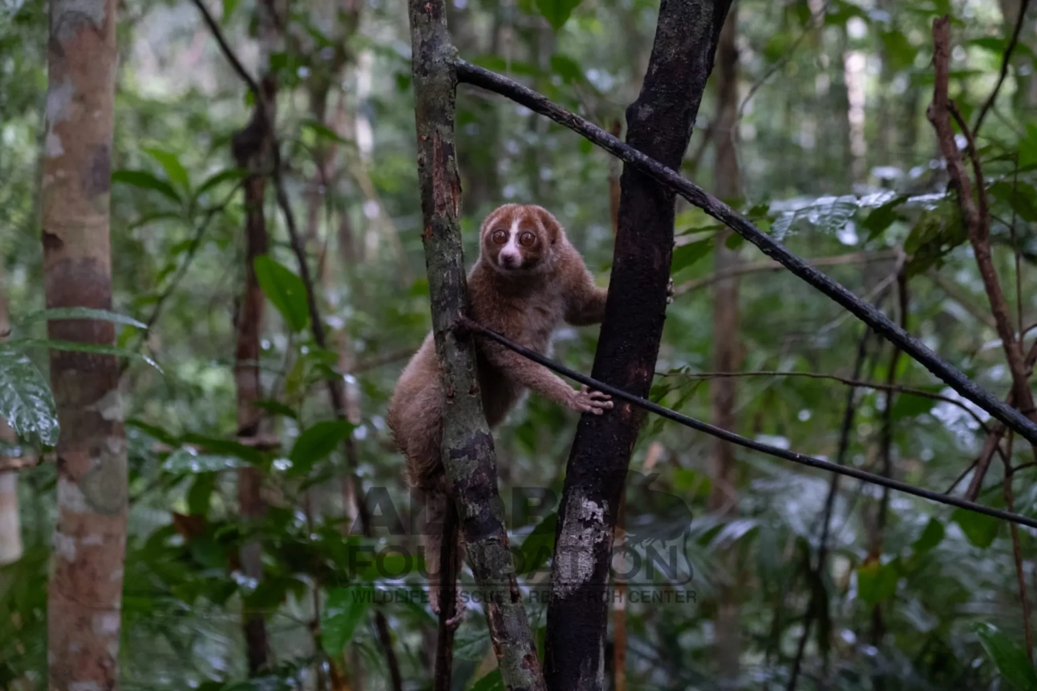 112 satwa langka Bangka Belitung direhabilitasi-Kukang Bangka. (Foto/PPS Alobi)