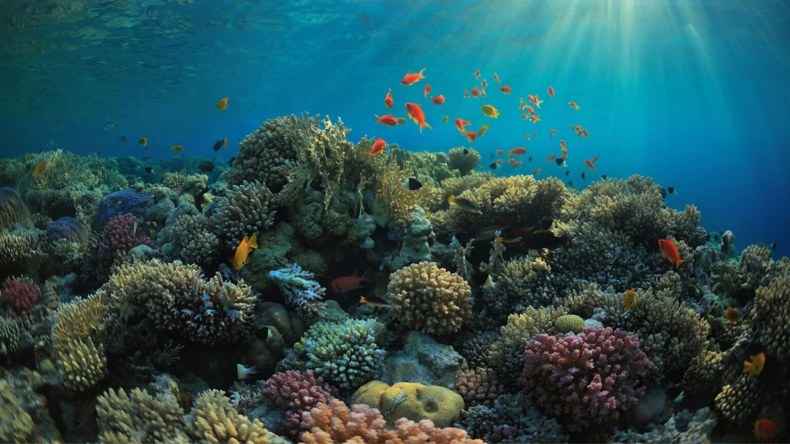 Ekosistem laut Pulau Komodo di NTT. (Foto/Komodo National Park)