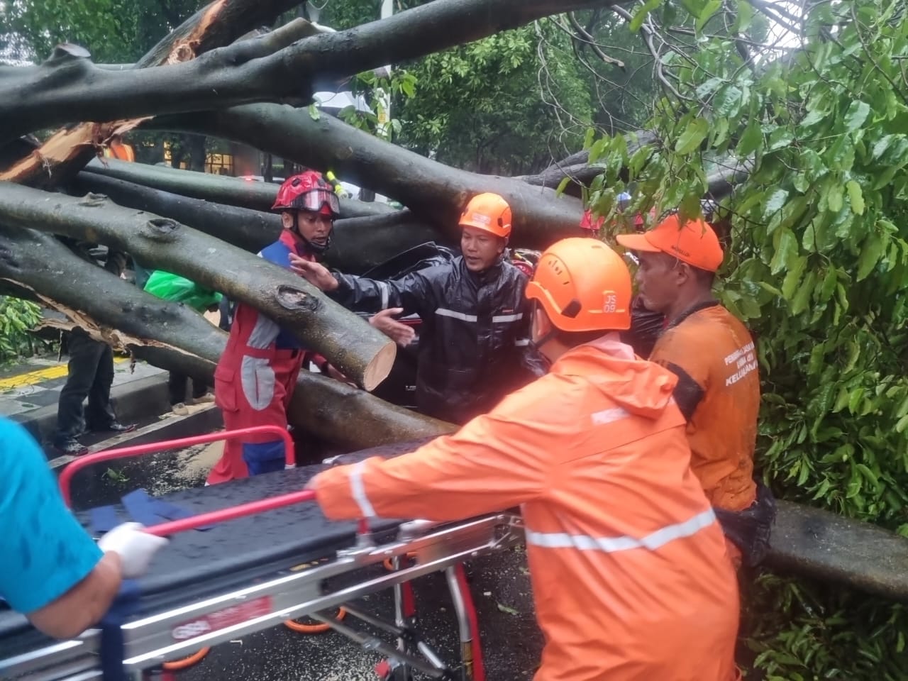 Ada Korban Jiwa, Pemprov DKI Bentuk Posko Pohon Tumbang di KS Tubun Hujan lebat dan angin Jakarta sebabkan pohon tumbang hingga robohkan atap sekolah. (Foto/BPBD DKI)