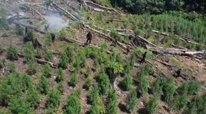 Ladang ganja di Pedalaman Hutan Leuser Aceh yang disita polisi. (Foto/Dok Dittipidnarkoba Bareskrim Polri)