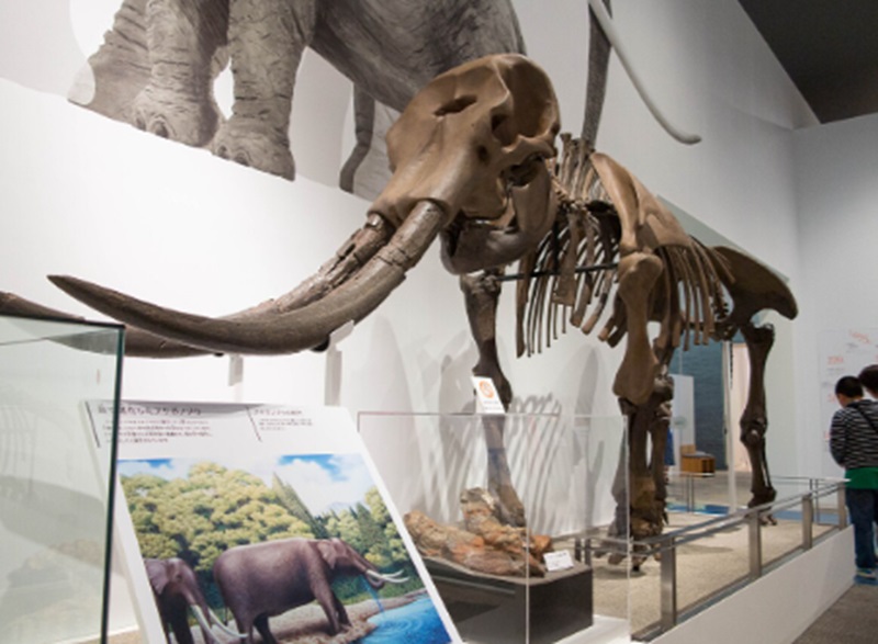 Ilustrasi fosil gajah purba (Foto/Viquipedia)