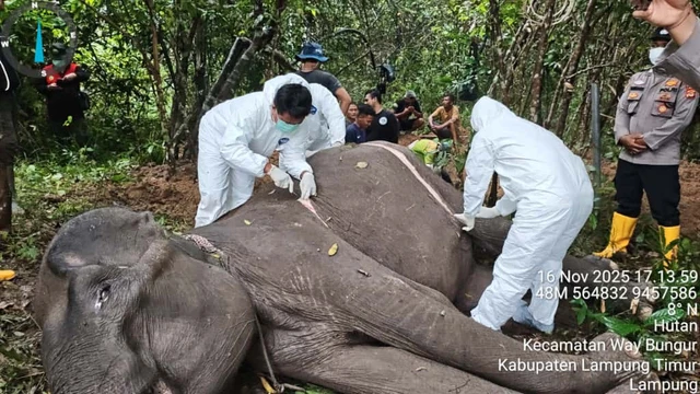 Gajah betina mati di Way Kambas, Kepala Balai ungkap kronologi kematian Dona. (Foto/TNWK)