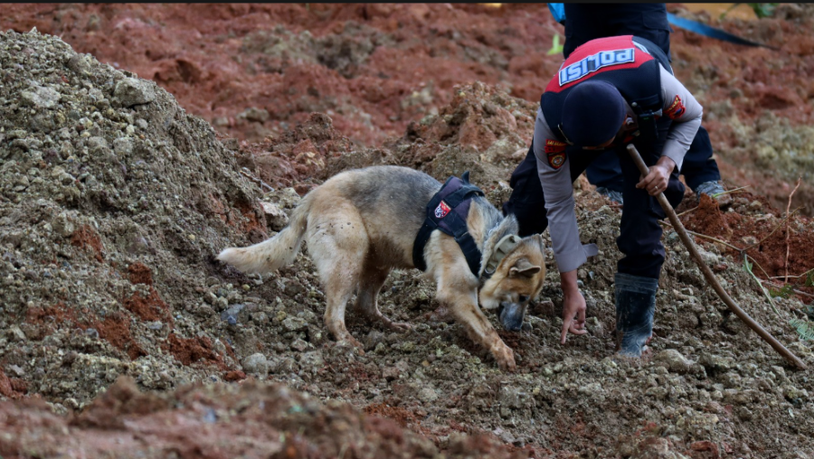 Buddy, seekor unit K9 dari Polres Temanggung didampingi pawangnya saat melakukan pencarian orang hilang di lokasi terdampak longsor Desa Cibeunying. (Foto/BNPB)