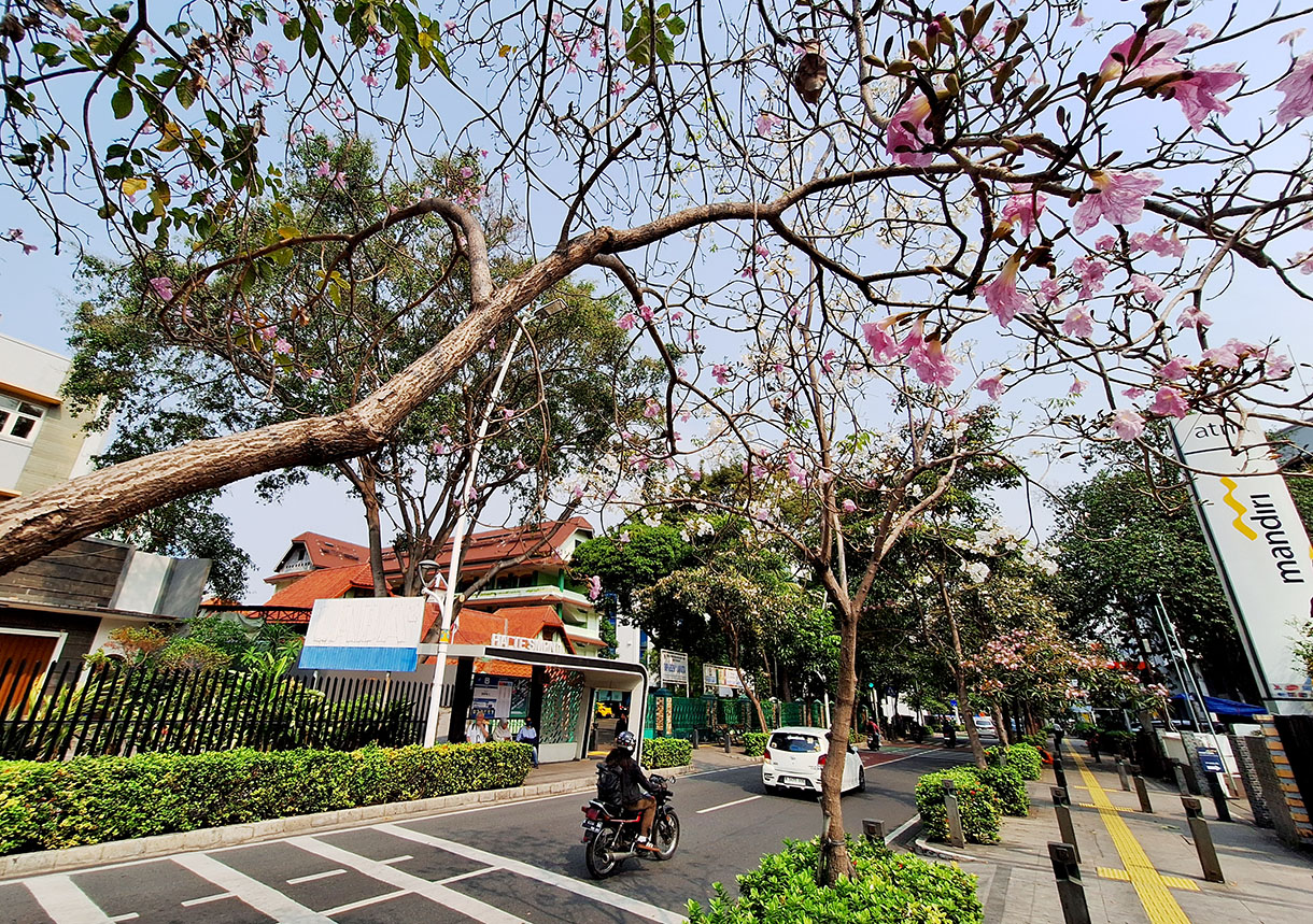 Pengendara melintas di bawah pohon Tabebuya alias Sakuranya Indonesia di Jalan Cikini Raya, Jakarta. (BeritaNasional/ho/ Oke Atmaja