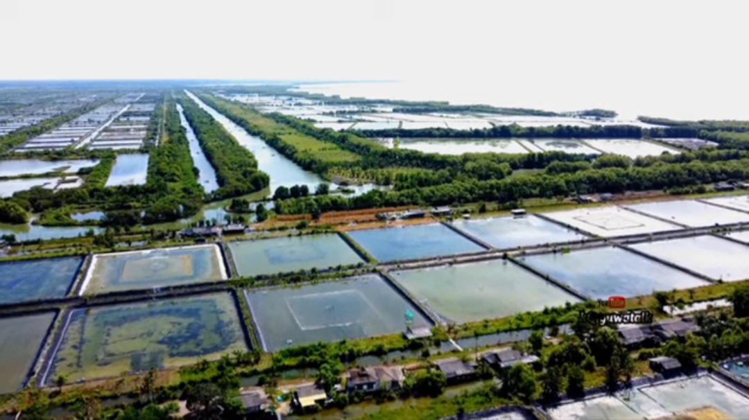 Ilustrasi tambak udang Lampung. (BeritaNasional/istimewa)