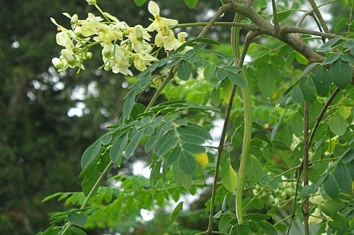Daun kelor baik untuk kesehatan. (Foto/Wikipedia)
