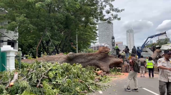 6 pohon tumbang di Jakarta menimpa sepeda motor hingga 1 orang korban-Pohon tumbang di Jalan Sisingamangaraja dekat Bundaran Senayan. (BeritaNasional/Bachtiarudin)