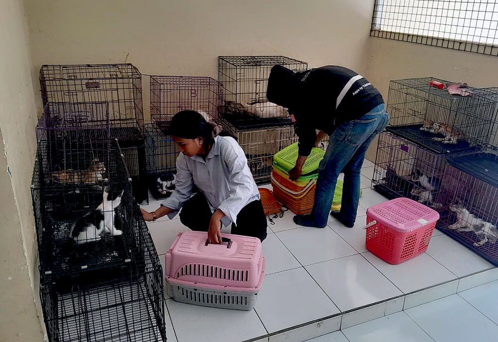 Kucing-kucing jalan yang terlantar dirawat di rumah singgah Clow Parung, Bogor, Jawa Barat. (BeritaNasional/Elvis Sendouw)