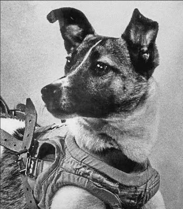 Laika, Si Anjing Pertama di Luar Angkasa