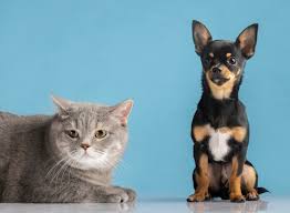 Pramono larang penjualan daging anjing dan kucing. (Foto/Freepik)