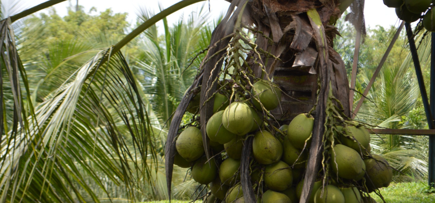 Ilustrasi buah kelapa. (Foto/Kementan)