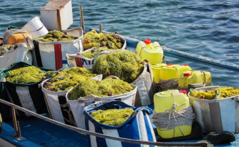 Produksi rumput laut (Foto/Pixabay)