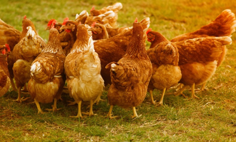 Ilustrasi peternakan ayam (Foto/Pixabay)
