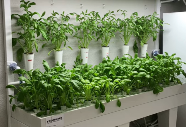 10 ide kebun sayur mini low budget untuk pemula, praktis dan terjangkau. (BeritaNasional/YouTube Kreasi dan Inspirasi)