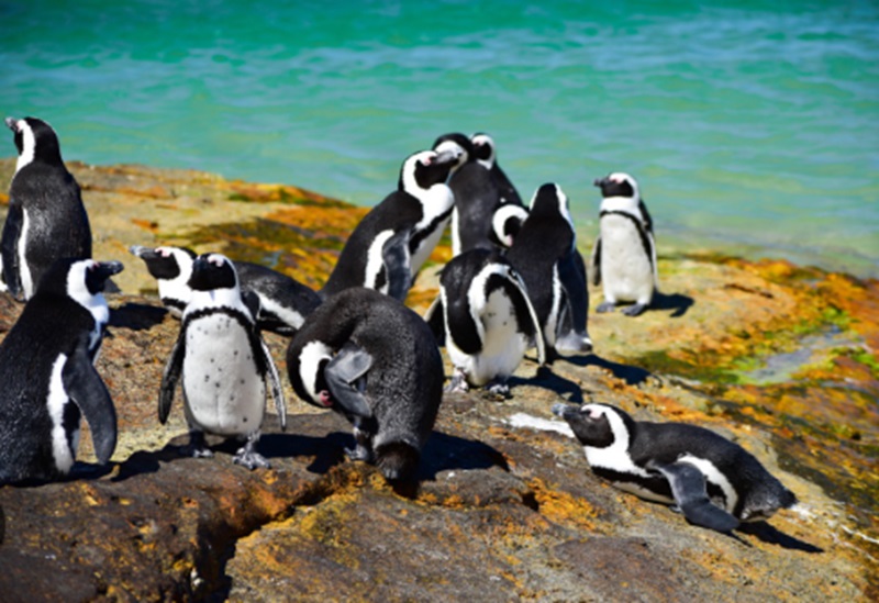 Penguin Afrika sering kelaparan (Foto/Pixabay)