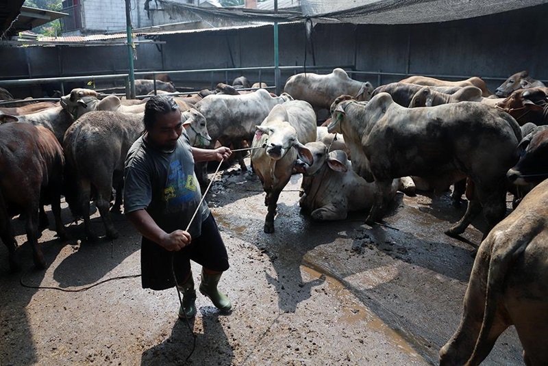 Peternak sapi diminta dukung swasembada pangan (Beritanasional/Elvis)