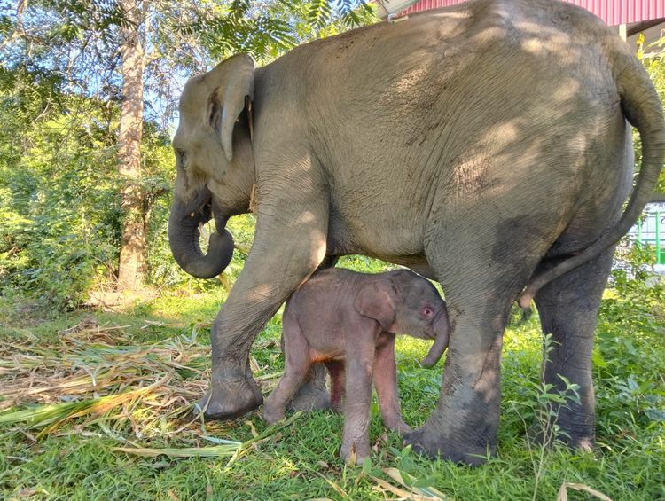 Kabar baik dari Way Kambas, Yulia lahirkan bayi gajah betina di TNWK. (Foto/Kemenhut)