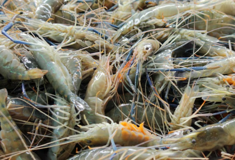 Hasil tambak udang (Foto/Freepik)
