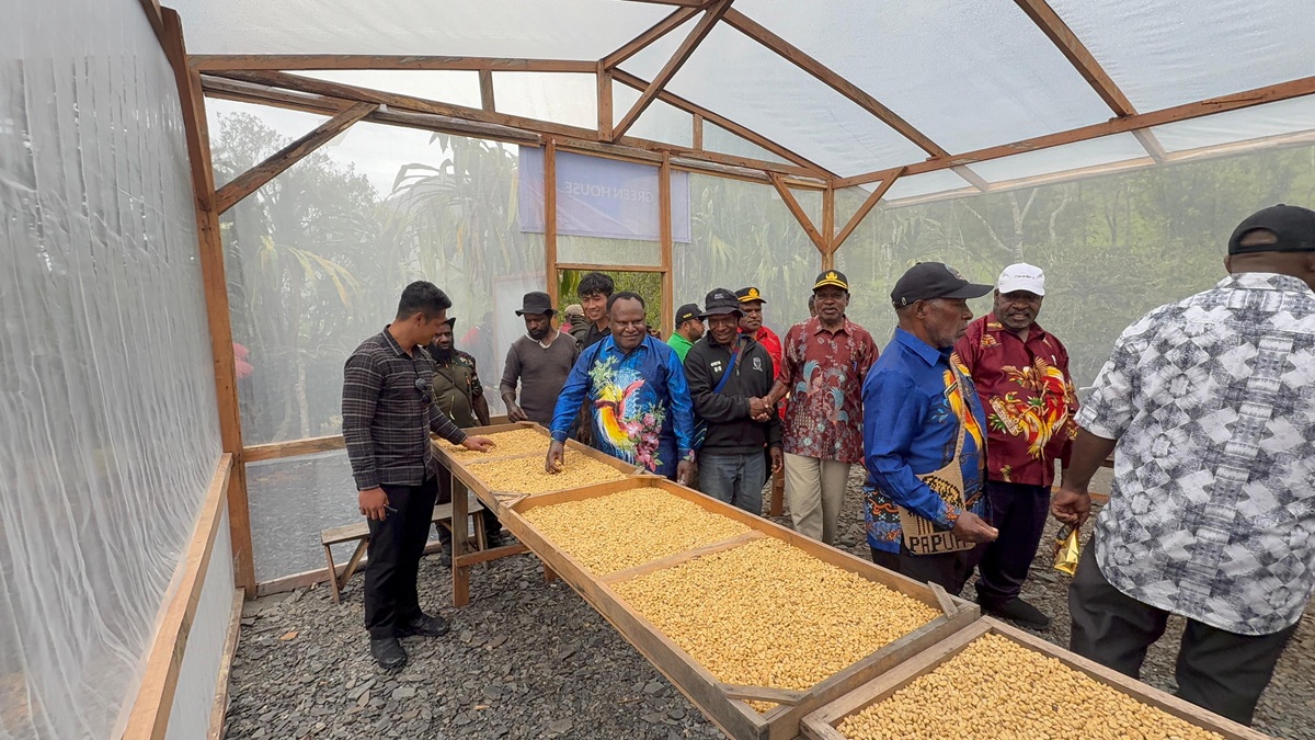 Kolaborasi Pemerintah Pusat-Daerah Bangun Klinik dan Green House Kopi di Puncak Jaya. (Foto/istimewa)