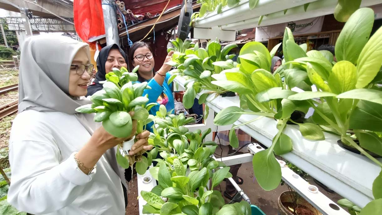 Pengurus RW 08 Bersama anggota PKK memanen sayur pakcoy di Menteng Jaya, Jakarta,Sabtu(13/12/2025). (Beritanasional.com/Oke Atmaja)