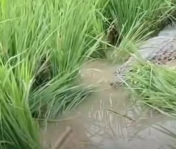 Sempat bikin geger warga, buaya di Kota Bekasi sudah dievakuasi Damkar. (BeritaNasional/Instagram Info Bekasi)