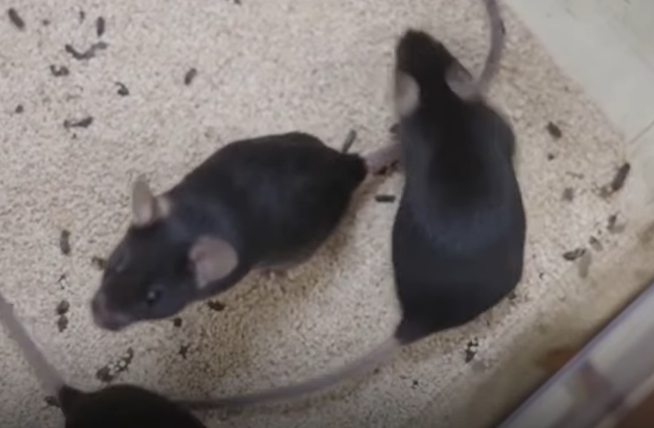 Tikus eksperimen berhasil melahirkan usai kembali dari stasiun luar angkasa-Tikus yang dibawa Shenzhou-21. (BeritaNasional/CCTV)