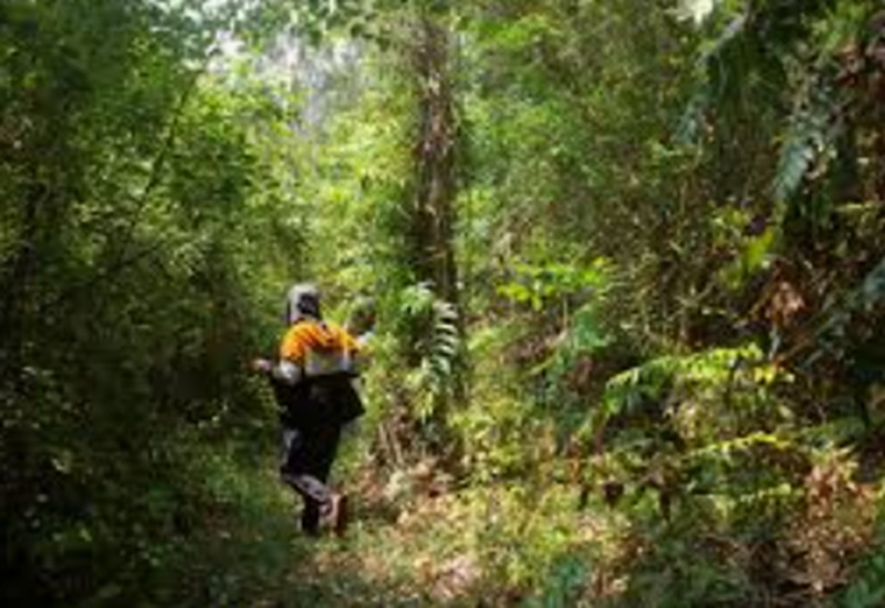 Hari Forest Nasional (Foto/Pixabay)