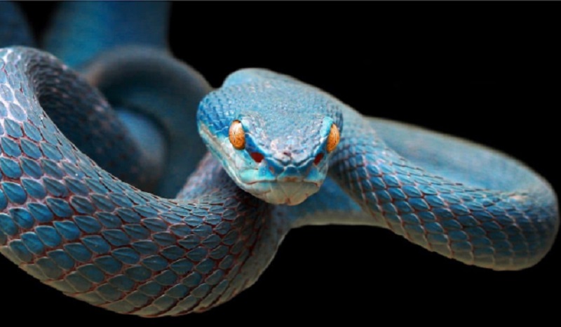 Ilustrasi ular berbisa (Foto/AZ Animals)