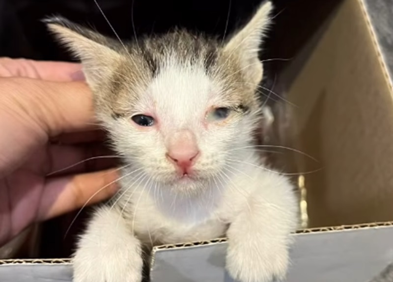 Kondisi kucing di Balai Kota (Foto/Instagram Francine)