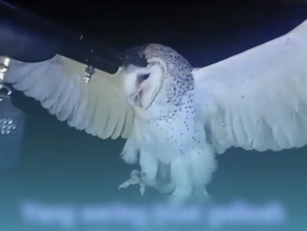 Burung hantu manguni dipegangi dan ditembak di NTT. (BeritaNasional/X Miss Tweet)