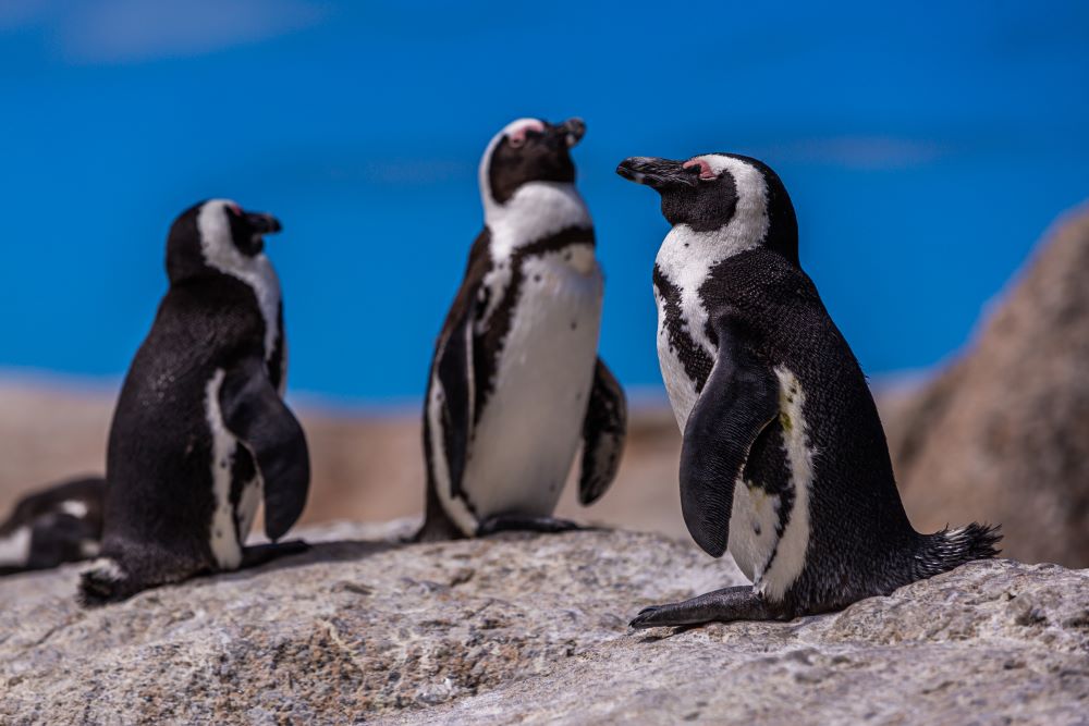 Ilustrasi penguin. (Foto/Freepik)