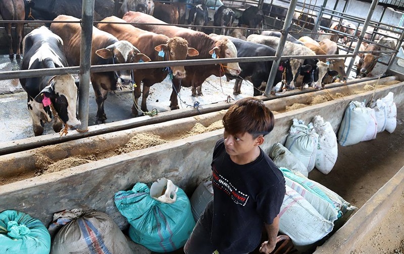 Ilustrasi impor sapi (Beritanasional/Elvis)