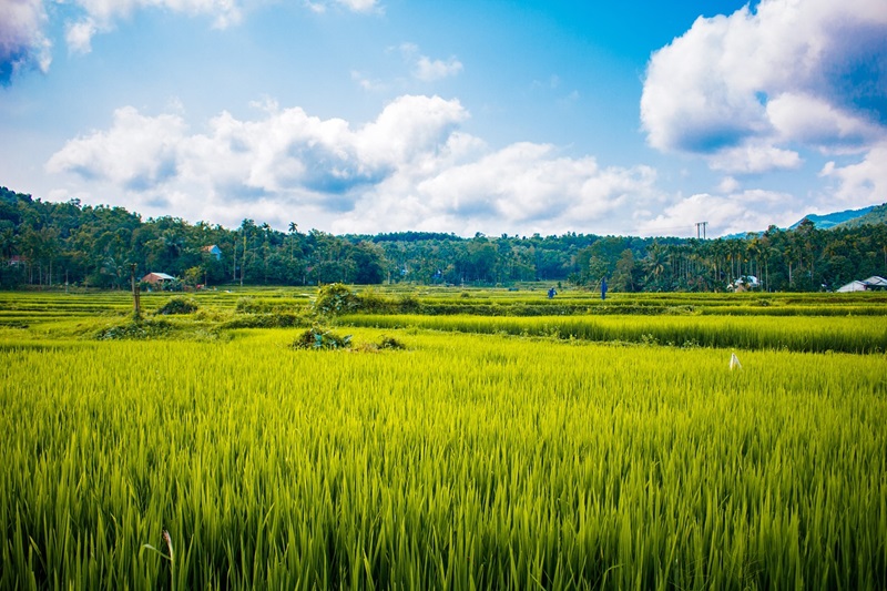 Ilustrasi area persawahan (Foto/Pixabay)