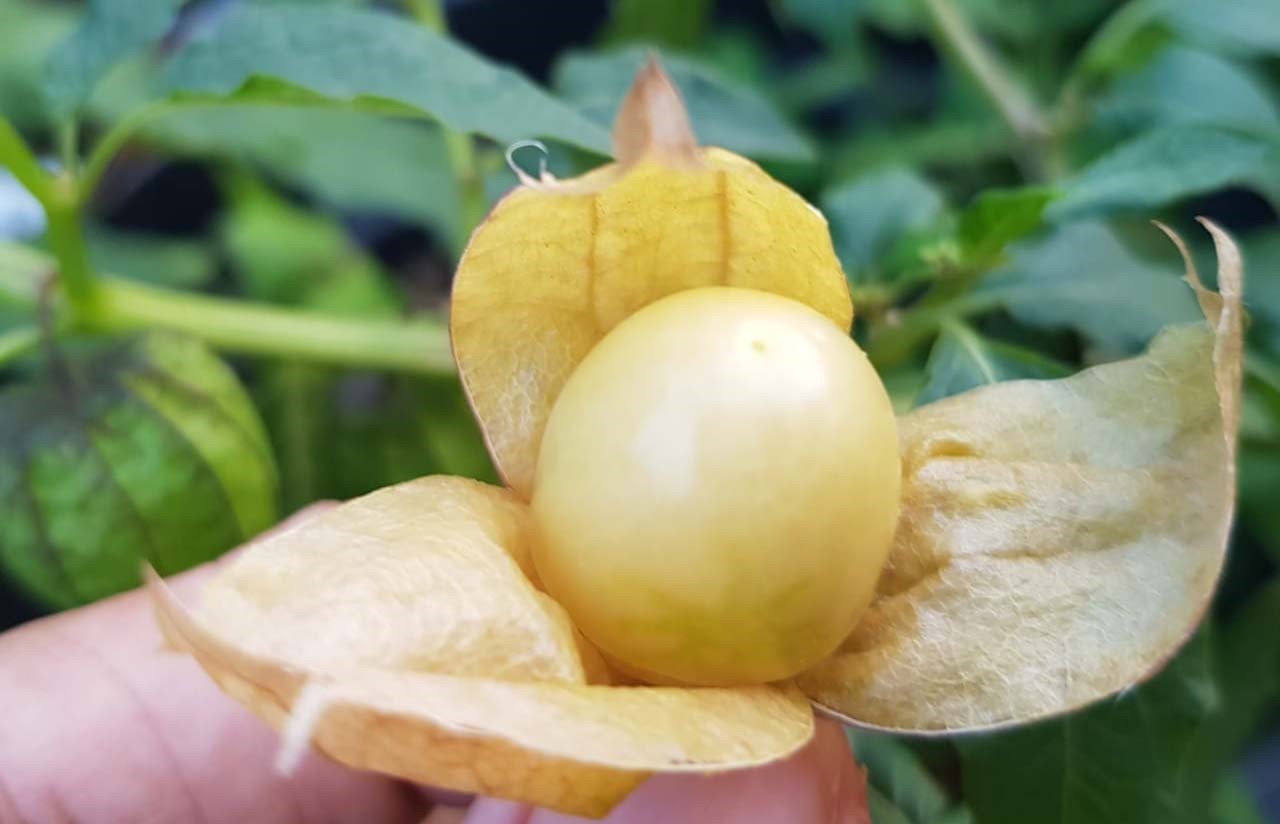 Ilustrasi buah ciplukan. (Foto/pertanian.go.id)