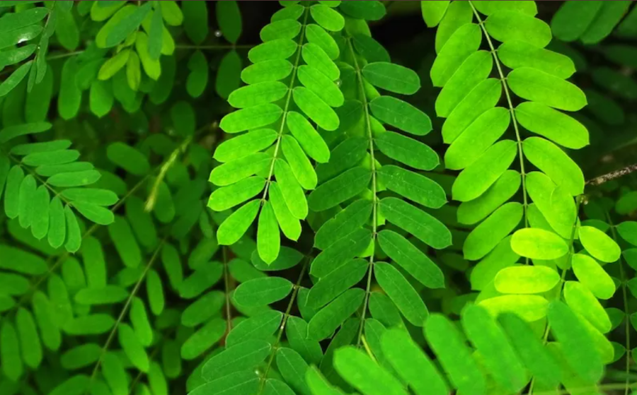 Ilustrasi daun saga. (Foto/Ist)