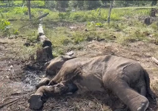 Gajah Sumatera liar ditemukan mati di Resort Kuning Lancang, Riau, Kamis (26/2/2026)