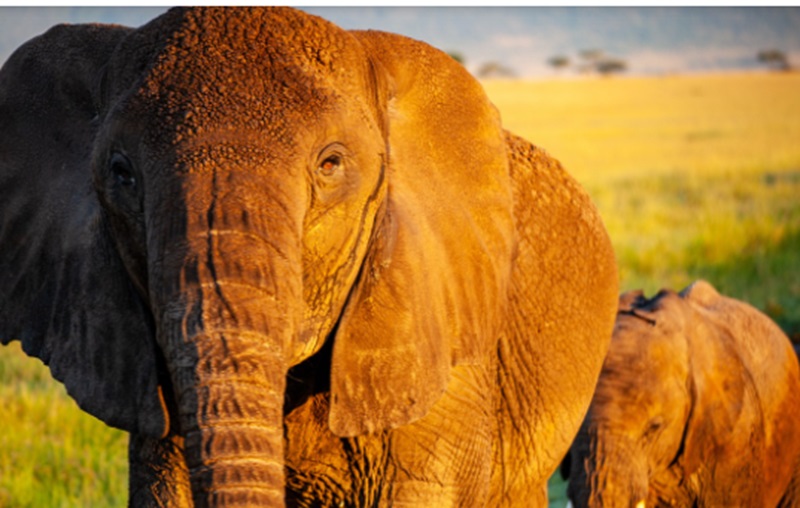 Ilustrasi kawanan gajah liar (Foto/Pixabay)