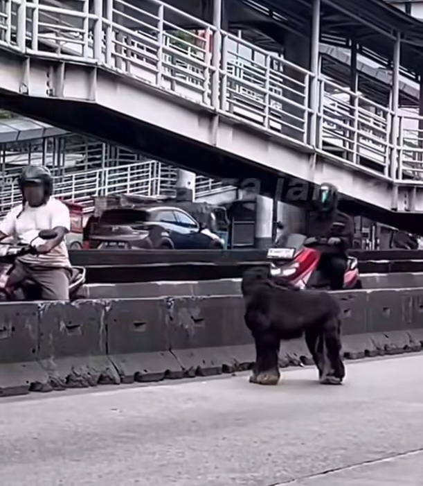 Anjing ras Afghan Hound yang lepas di jalan Daan Mogot Jakarta Barat. (BeritaNasional/Bachtiarudin)