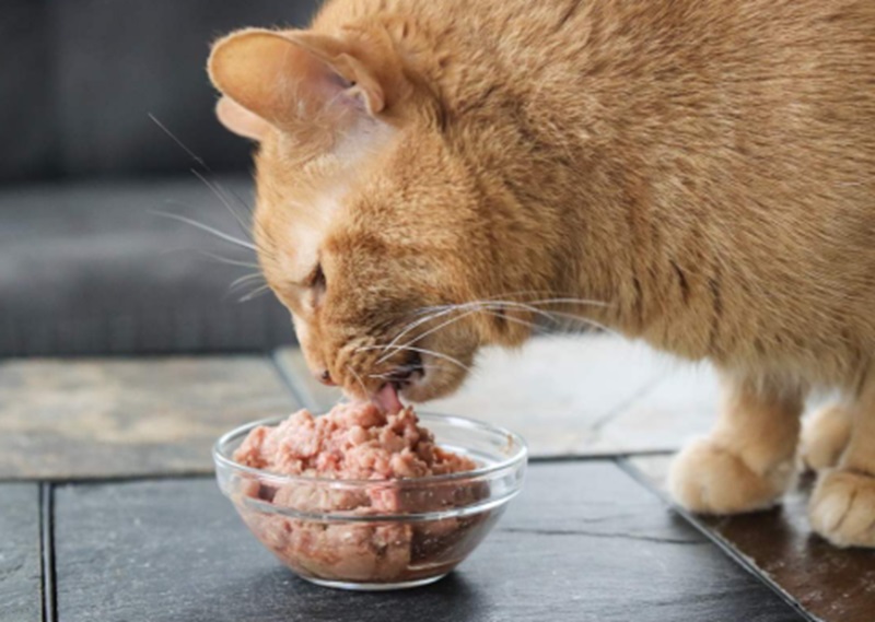 Kucing makan pet food lokal (Foto/Cats)