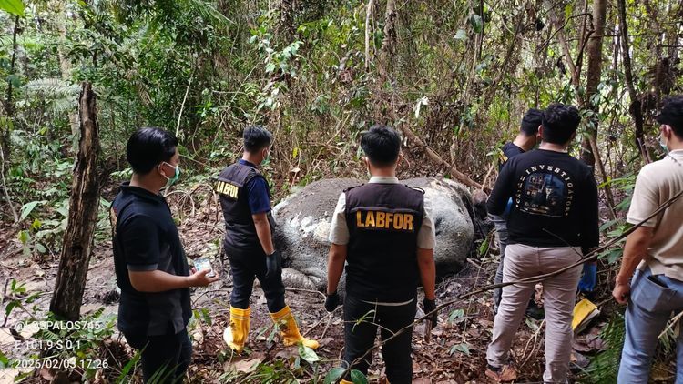 Seekor gajah sumatera liar ditemukan mati tanpa kepala di Pelalawan, Riau. (BeritaNasional/Kemenhut)